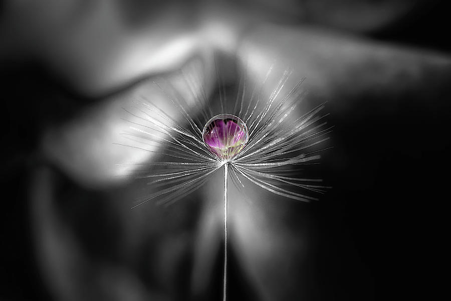 Drop on a Dandelion parachute  Photograph by Wolfgang Stocker