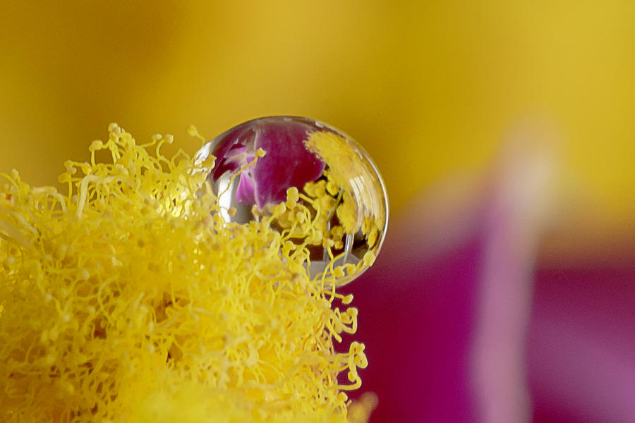 Drop on a mimosa Photograph by Wolfgang Stocker