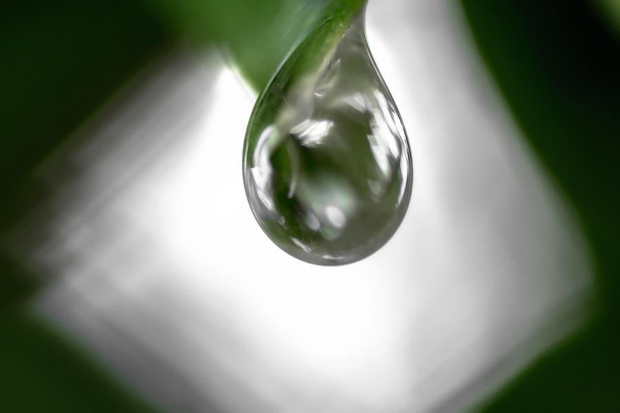 Drop on an olive leaf Photograph by Wolfgang Stocker