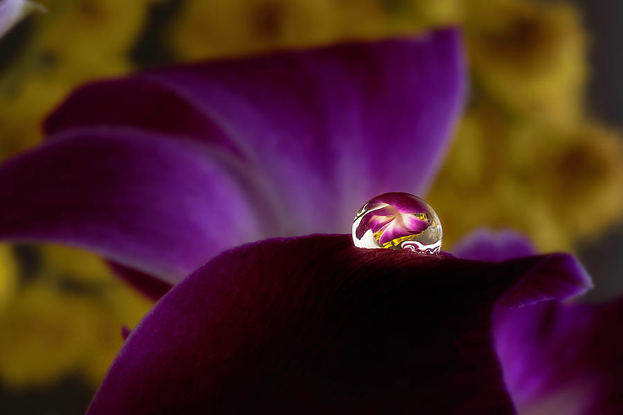 Drop on an purple orchid 2 Photograph by Wolfgang Stocker