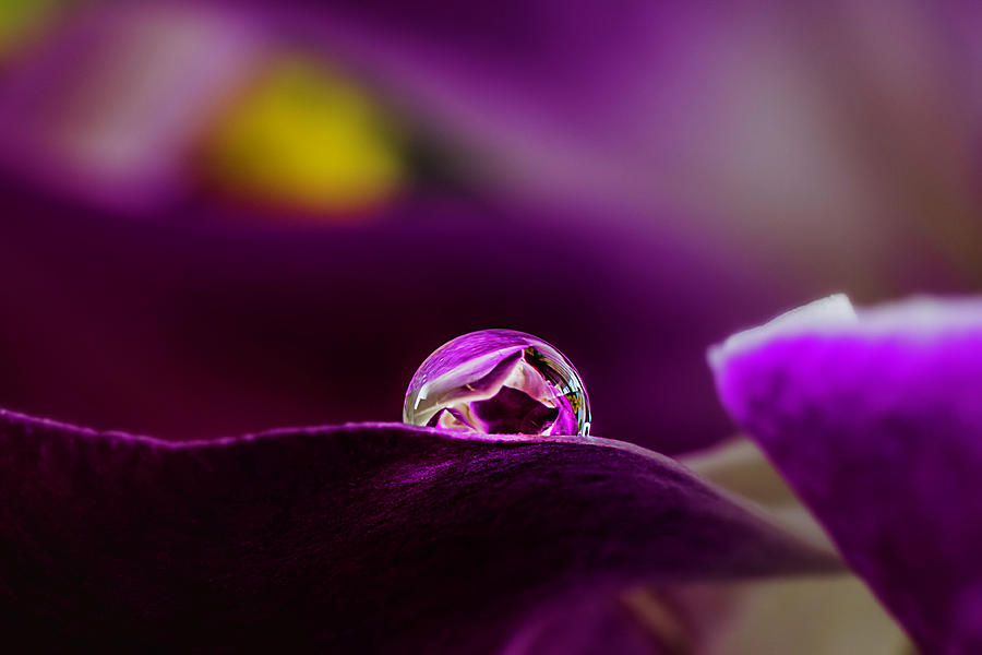 Drop on an purple orchid Photograph by Wolfgang Stocker