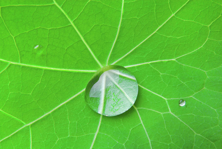 Drop on green leaf Photograph by Severija Kirilovaite