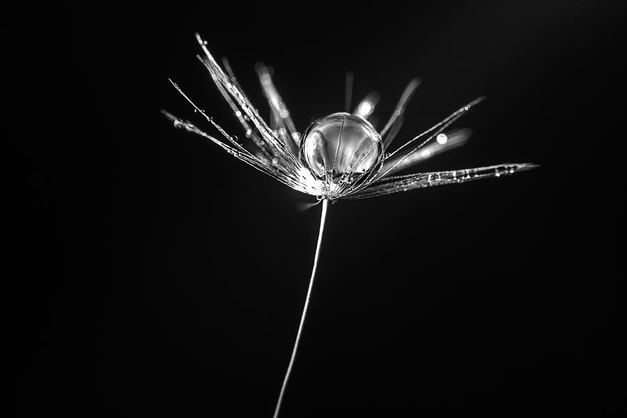Drop on Parachute Photograph by Wolfgang Stocker