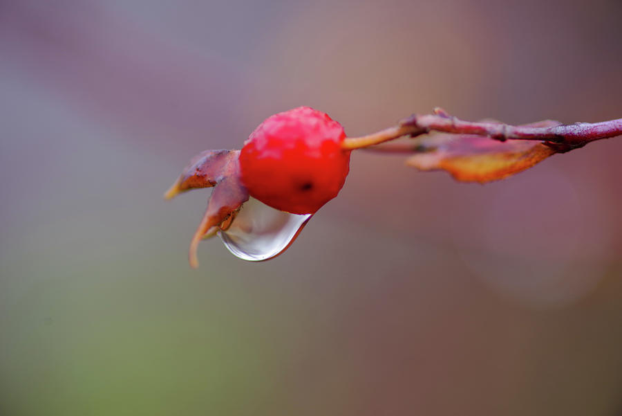 Droplet And Red Berry Photograph