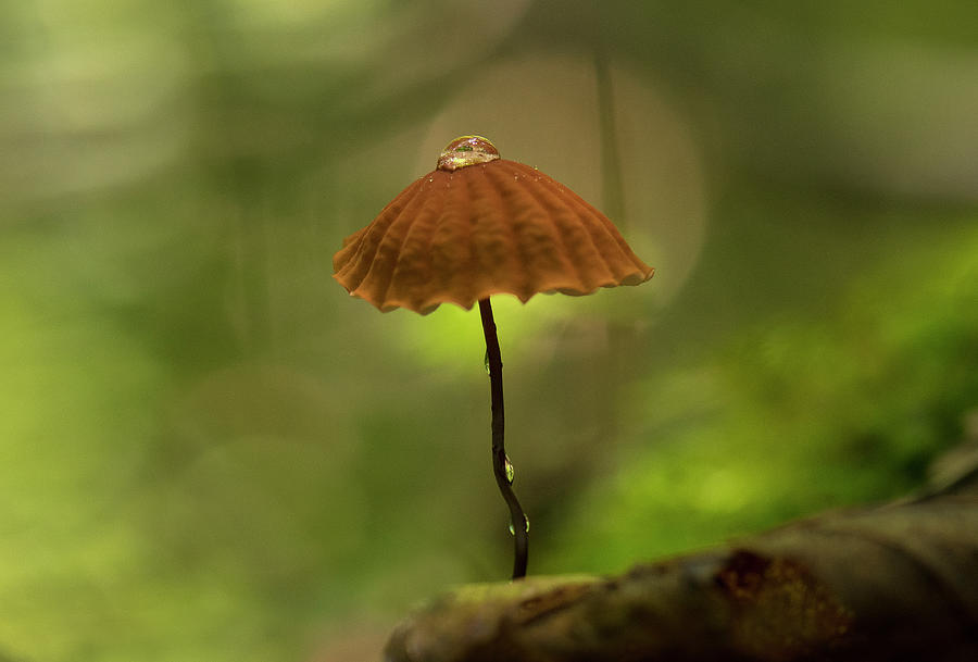 Droplet and the Mushroom, North Carolina fungus in the Uwharrie National Forest Photograph by Eric Abernethy