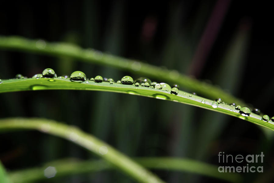 Nature Photograph - Droplet by JaMarcus Bullock