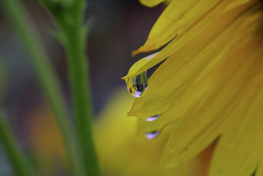 Droplet Of A Yellow Flower Photograph