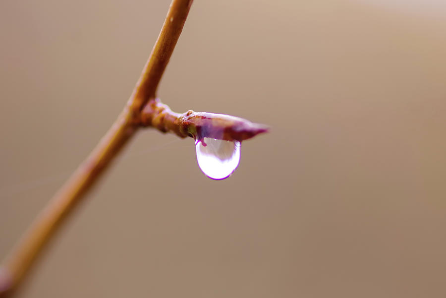 Droplet On A Bud Photograph