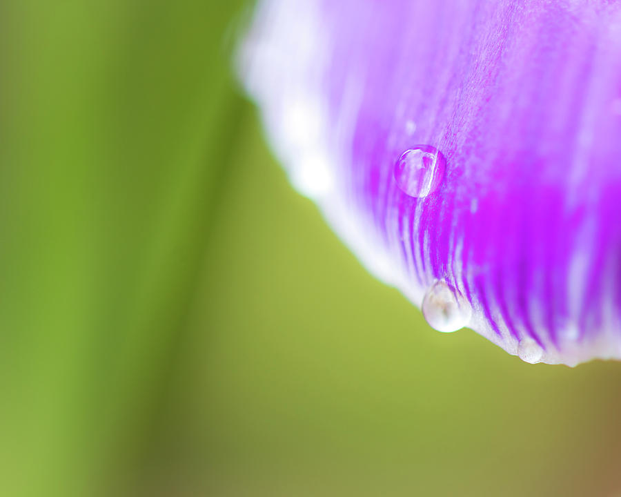 Droplet on a Crocus Petal Photograph by Catherine Avilez