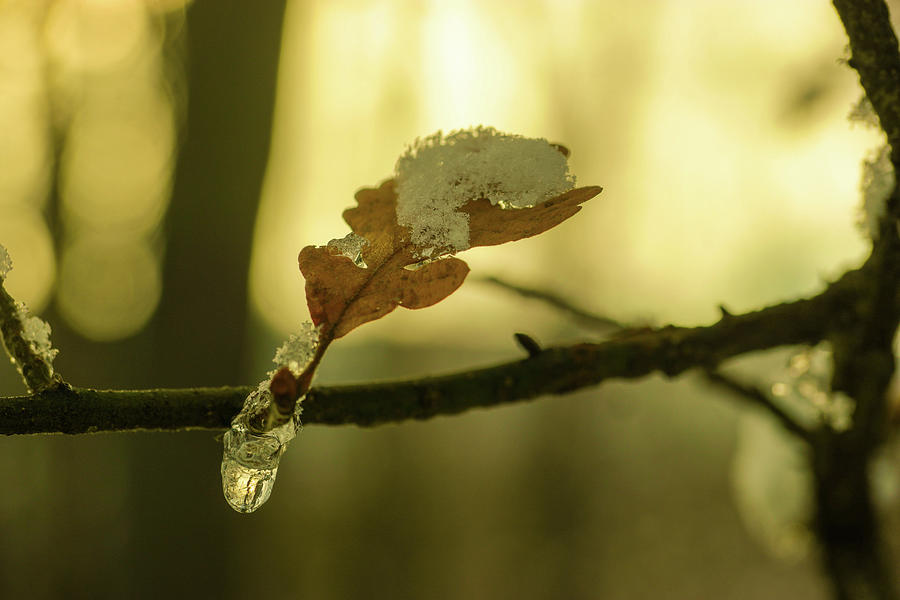 Droplet On A Frozen Oak Leaf Photograph