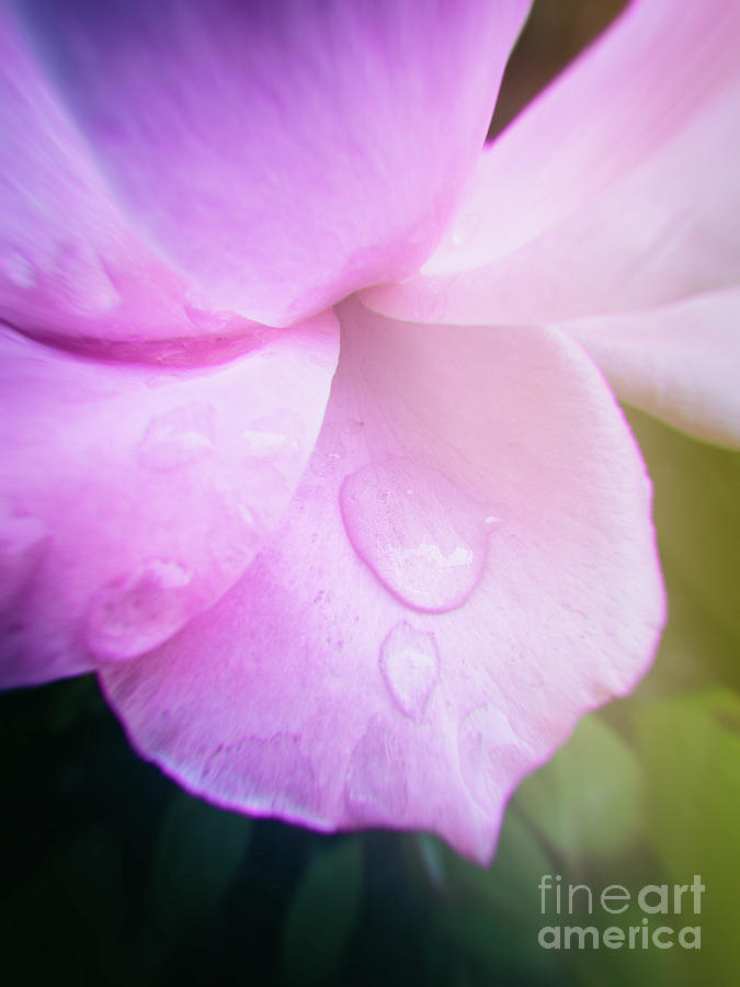 Droplet on pink rose petal Photograph by Silvia Ganora