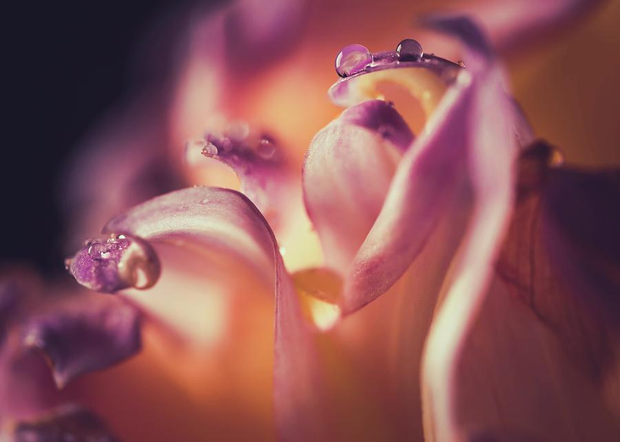 Droplets Photograph by Ada Weyland