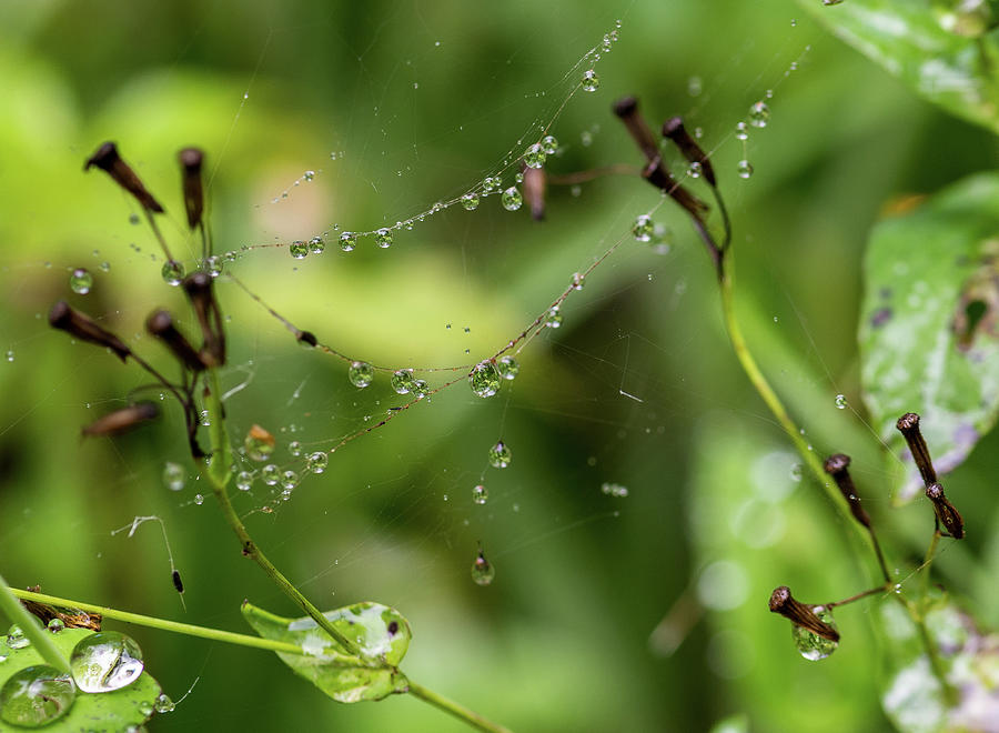 Droplets Photograph by Alex Lapidus