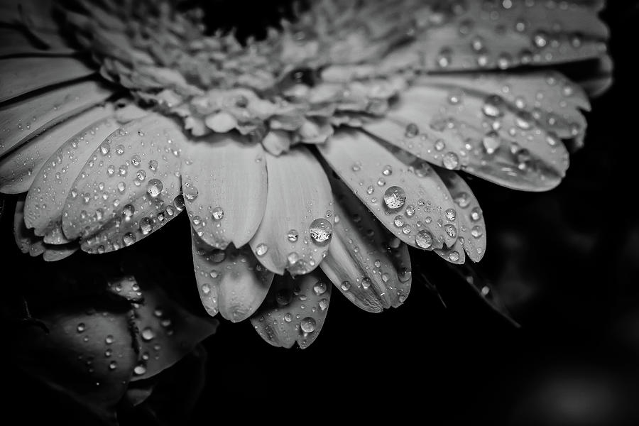Droplets Photograph by David Patterson