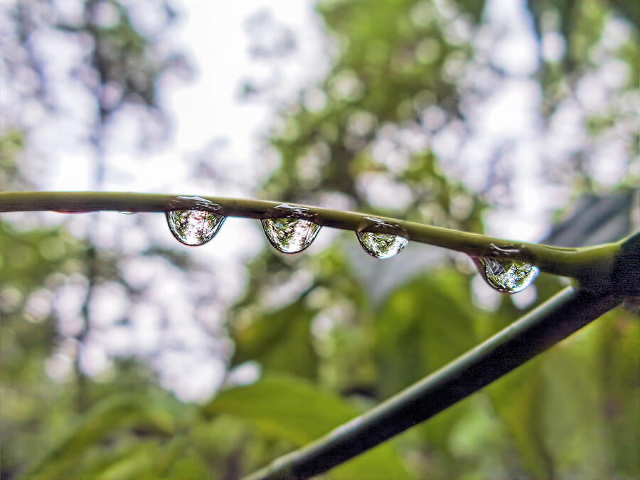 Droplets Photograph