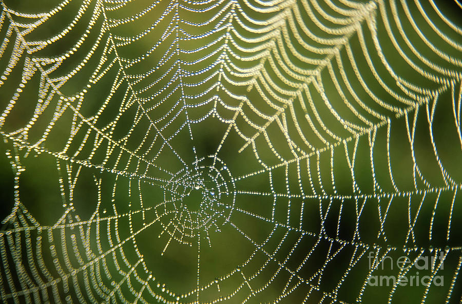 Droplets of dew on a spiders web Photograph by Neale And Judith Clark