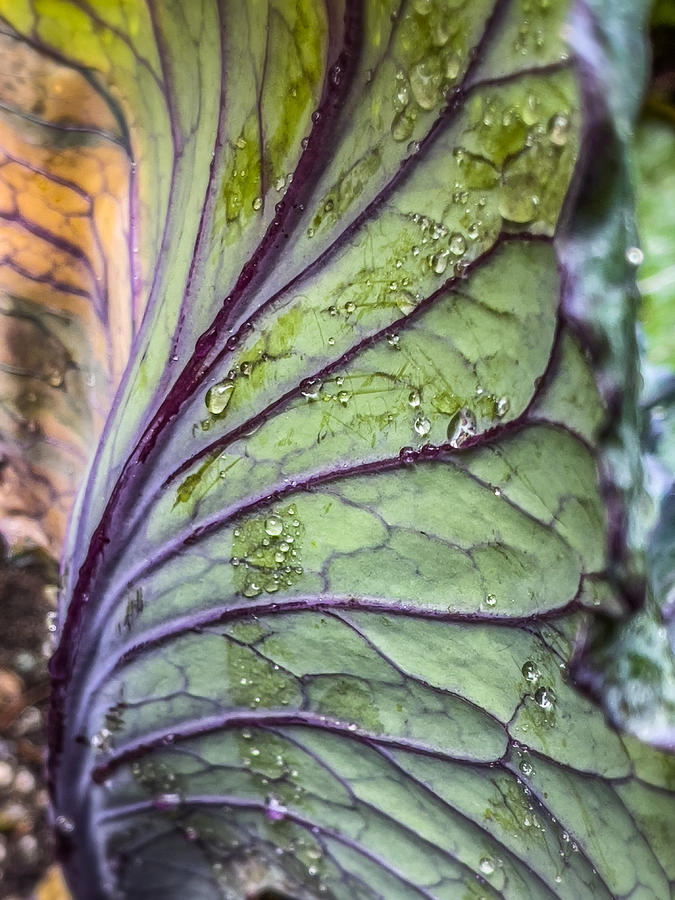 Droplets on a Kale Leaf Photograph by Cate Franklyn