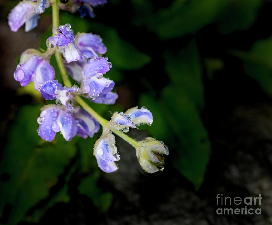 Droplets On Lupine Flowers Photograph by Jim Wilce