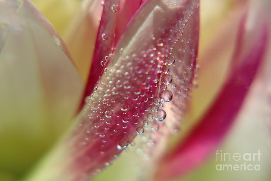 Droplets on Tender Dahlia Petals 1 Photograph by Ash Nirale