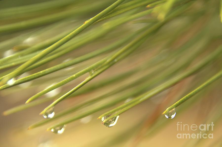 Rain Photograph - Droplets by Roland Stanke Rain Photograph - Droplets by Roland Stanke
