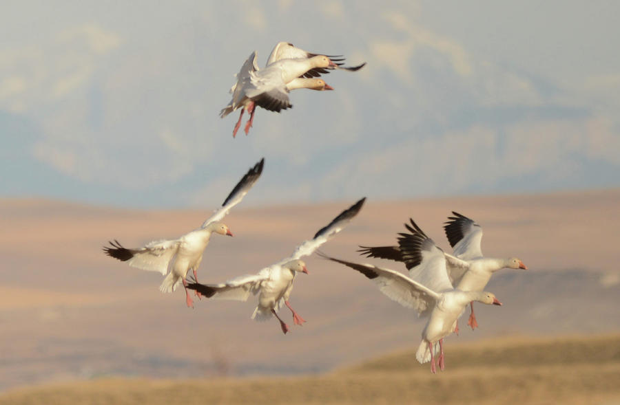 Snow Geese Photograph - Dropping In by Whispering Peaks Photography