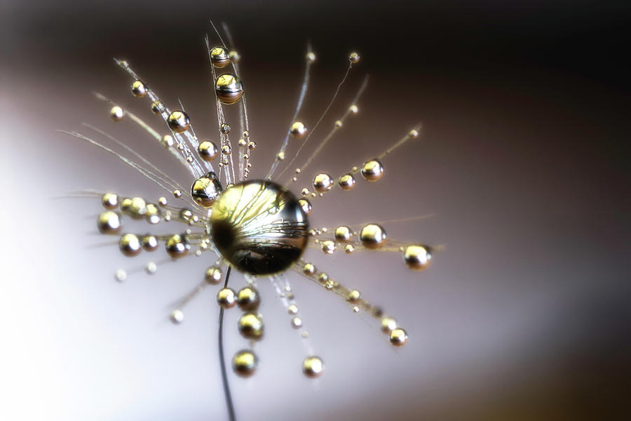Drops in silver and gold Photograph by Wolfgang Stocker