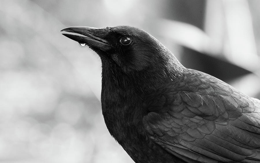 Drops of Crow Photograph by Rae Ann  M Garrett