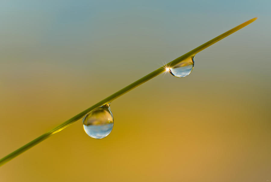 Drops Of Morning Photograph by Owen Weber