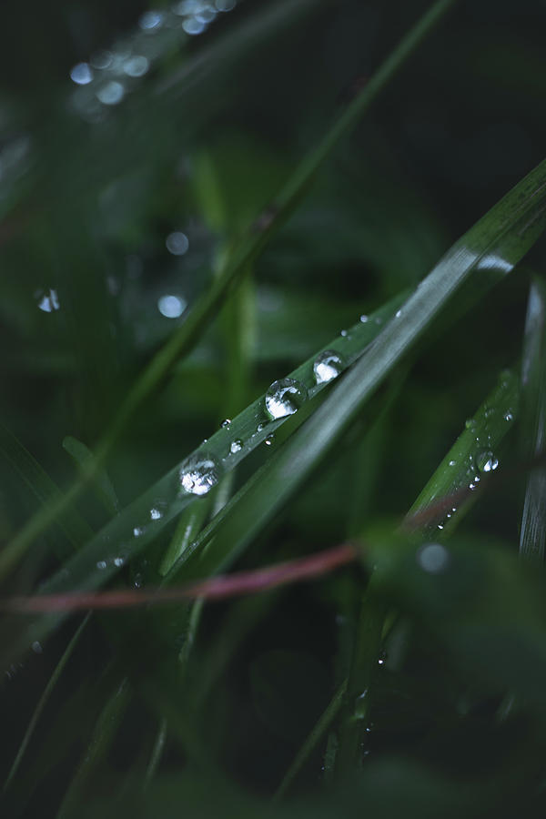Drops of water on a tiny blade of grass Photograph by Vaclav Sonnek