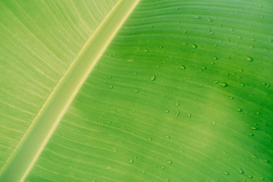 Drops of water on banana leaf, close-up Photograph by James Hardy