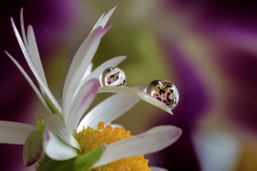 Drops on a Daisy Photograph by Wolfgang Stocker