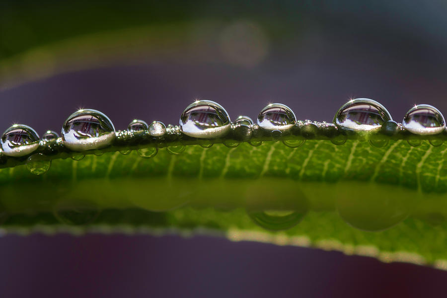 Drops on a leaf Photograph by Wolfgang Stocker