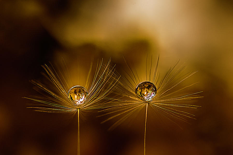 Drops on Dandelion parachutes 2 Photograph by Wolfgang Stocker