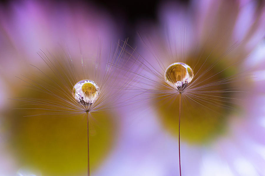 Drops on Dandelion parachutes 4 Photograph by Wolfgang Stocker