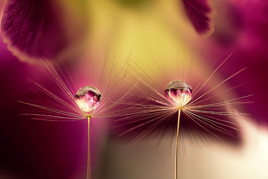 Drops on Dandelion parachutes 5 Photograph by Wolfgang Stocker