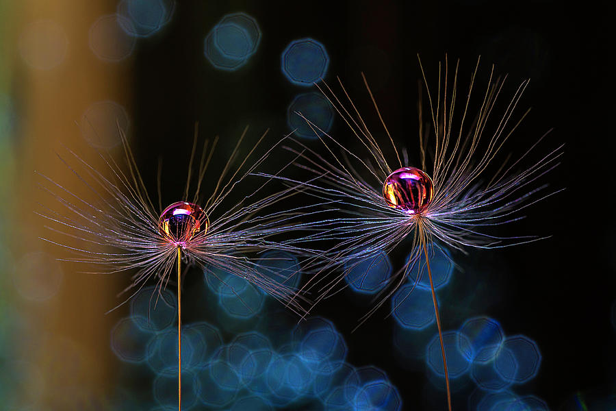 Drops on Dandelion parachutes Photograph by Wolfgang Stocker