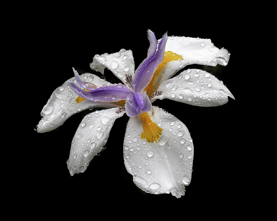 Drops on Iris Photograph by Lawrence Pallant