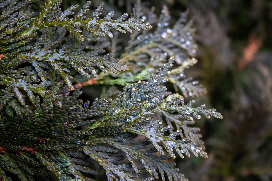 Drops on The Pine Photograph by Double AA Photography
