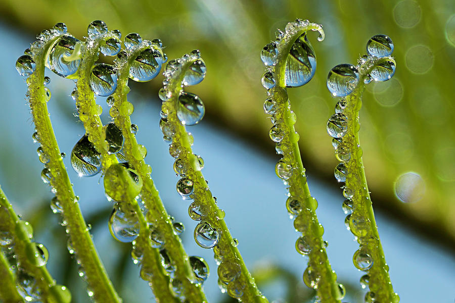Drops on young Chica Palm Photograph by Wolfgang Stocker
