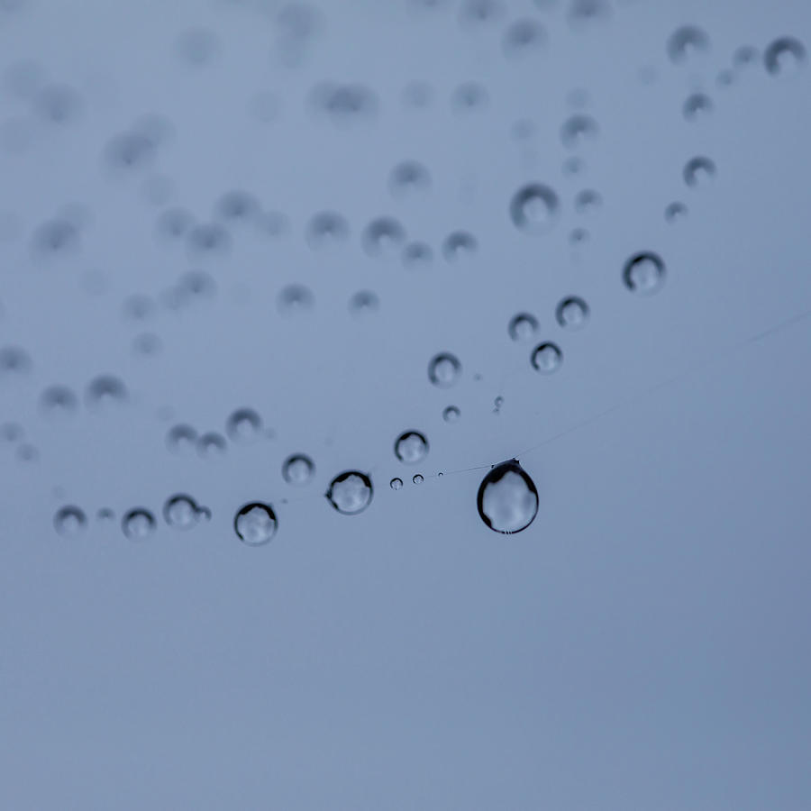 Drops Photograph by Rebecca Cozart