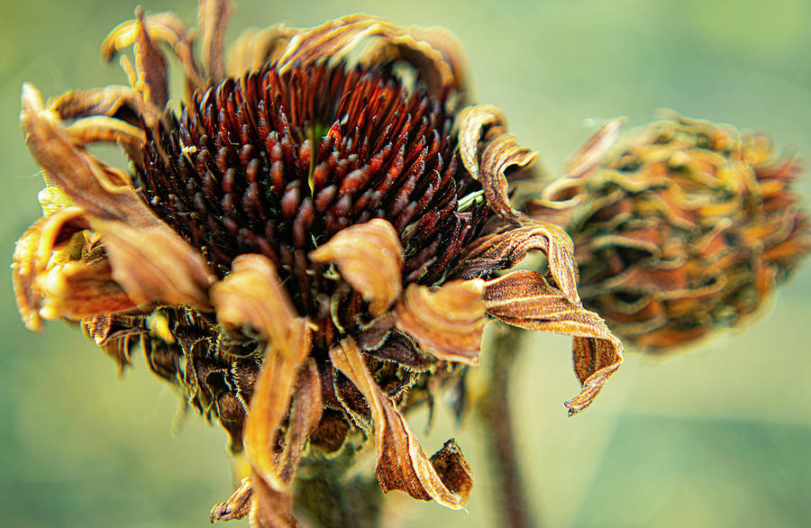 Drought Coneflower Photograph by Jame Hayes