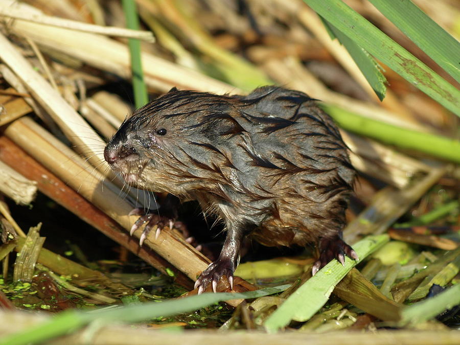 Drown Rat Photograph by James Peterson