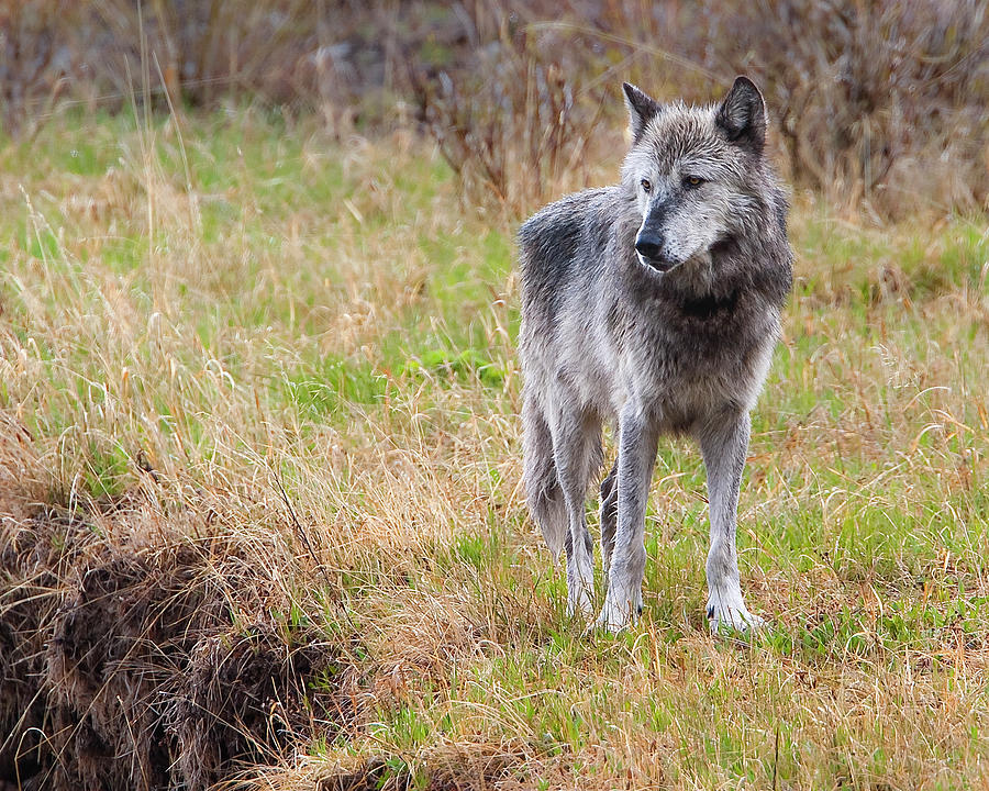 Druid Wolf 21M at Round Prairie, Yellowstone National Park Photograph by Mark Miller