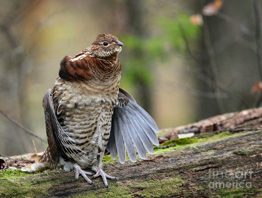 Drumming grouse Photograph by Jacob Dingel - Fine Art America