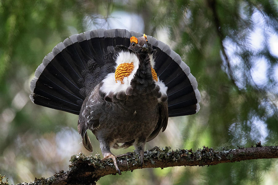 Drumming Sooty Grouse Photograph by Randy Hall