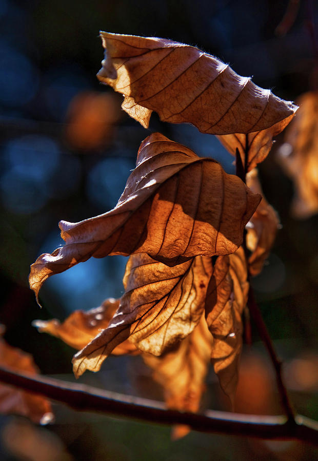 Dry autumn leaves in golden light Photograph by Tatiana Travelways