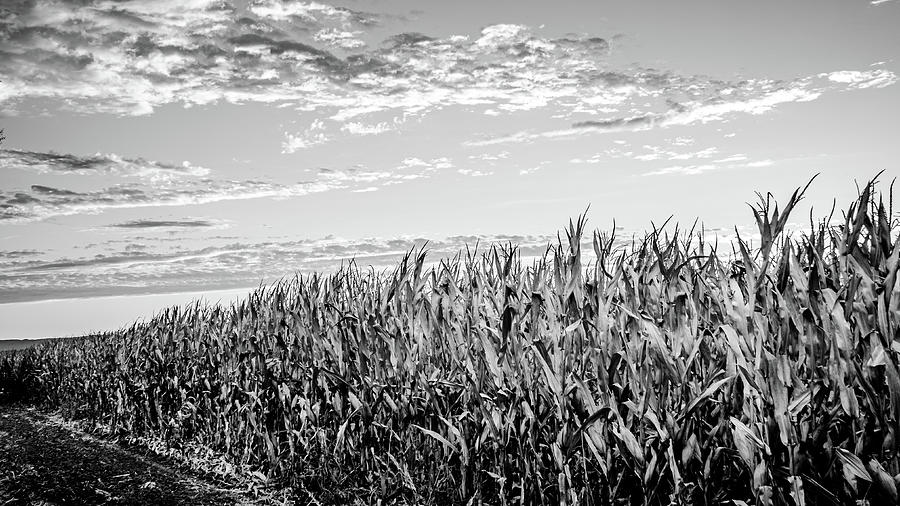 Dry Corn Field Crop Photograph by Mike Fusaro