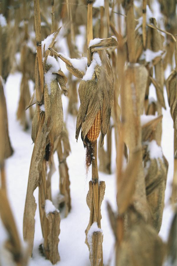 Dry cornfield covered with snow Photograph by Scott Barrow