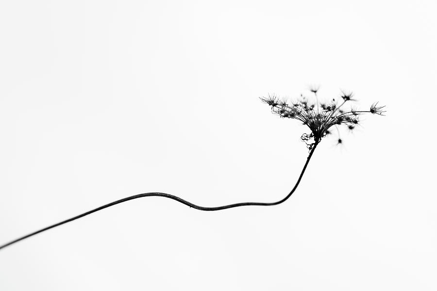 Dry Flower Photography - Photograph by Martin Vorel Minimalist Photography