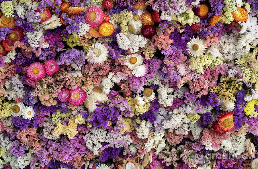 Dry Flower Wall  Photograph by Tim Gainey